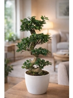 Bonsai Ficus